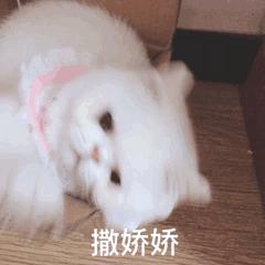 动图封面