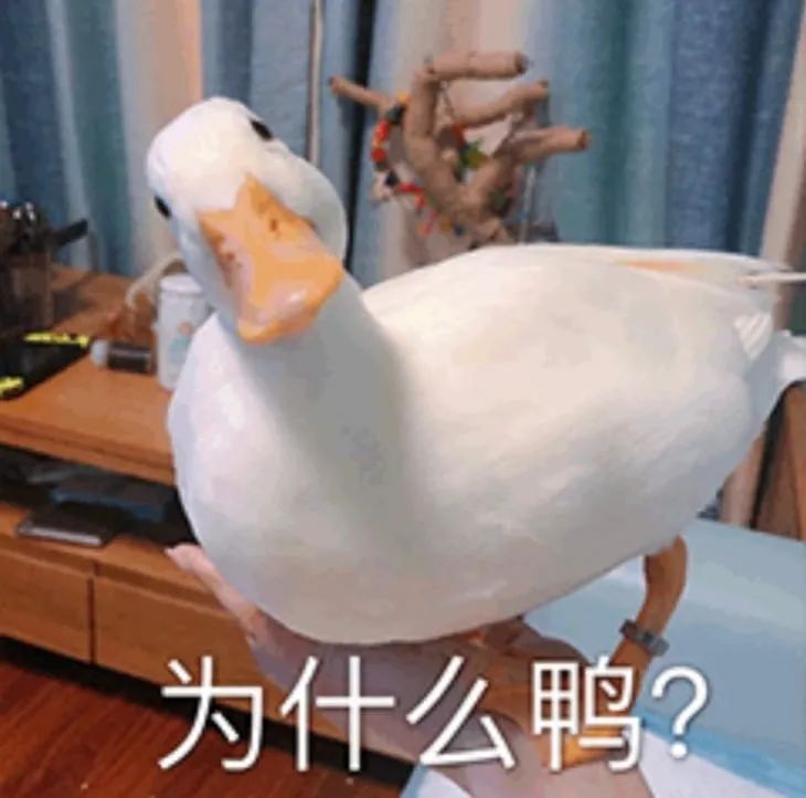 专业摄影App，一个被出海开发者占据的冷门品类？