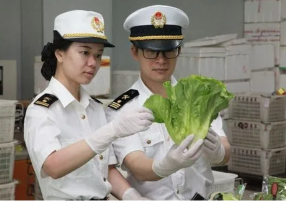 蔬菜出口需要什么手续？出口蔬菜注意事项有哪些？